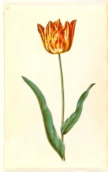 Tulipa gesneriana (Gartentulpe)