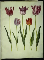 Tulipa gesneriana (Gartentulpe)