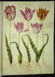 Tulipa gesneriana (Garten-Tulpe)