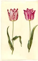 Tulipa gesneriana (Garten-Tulpe)