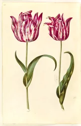 Tulipa gesneriana (Gartentulpe)