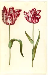 Tulipa gesneriana (Gartentulpe)
