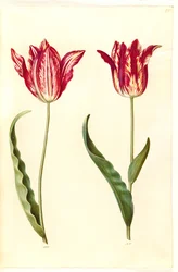 Tulipa gesneriana (Gartentulpe)
