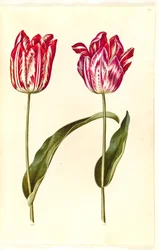 Tulipa gesneriana (Gartentulpe)