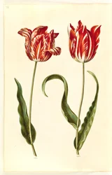 Tulipa gesneriana (Gartentulpe)