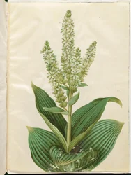 Weißer Germer (Veratrum album)