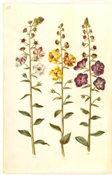 Verbascum blattaria (Motten-Königskerze); Verbascum phoeniceum (Purpur-Königskerze)