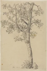 Eberesche