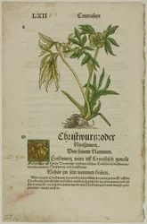 Christwurz (Hellebore) aus Herbarium, Tafel 96 aus Holzschnitten aus Büchern des 16. Jahrhunderts