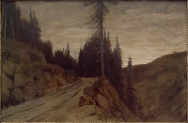 Fichten in der Dämmerung