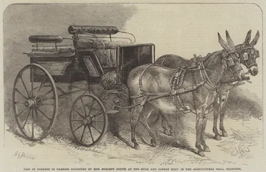 Paar Esel im Geschirr, ausgestellt von Miss Burdett Coutts auf der Maultier- und Eselshow in der Agricultural Hall, Islington