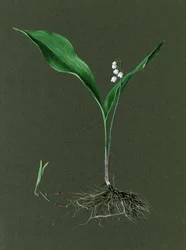 Convallaria majalis Maiglöckchen, ca. 1870-1920