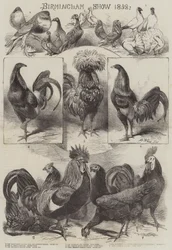 Birmingham Show 1858