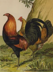 Schwarzbrüstiges rotes Spiel (Chromolithografie)