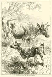 Kuh und Kalb