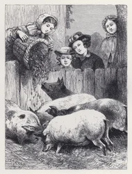 Schweine füttern
