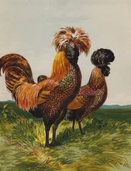 Goldgesprenkelte Polnische