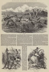 Känguru-Jagd in Australien