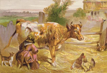 Alte Nancy melkt die Kuh