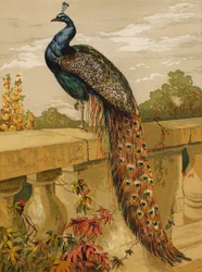 Pfau