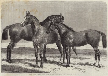 Preispferde auf der Pferdeschau in der Agricultural Hall, Islington