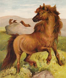 Shetlandponys (Farblithografie)