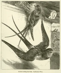 Schwalben bauen ihre Nester