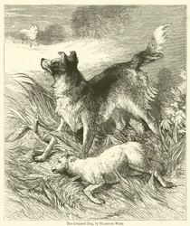 Der kriminelle Hund