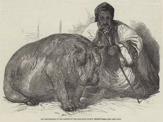 Das Nilpferd, in den Gärten der Zoologischen Gesellschaft, Regent