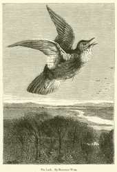 Die Lerche