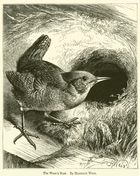 Das Nest der Zaunkönige