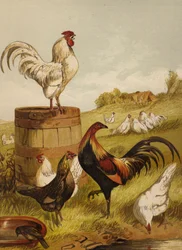 Weiße und Spiel-Bantams