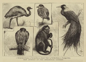 Neue Tiere im Zoologischen Garten