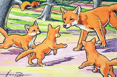 Kleines rotes Eichhörnchen