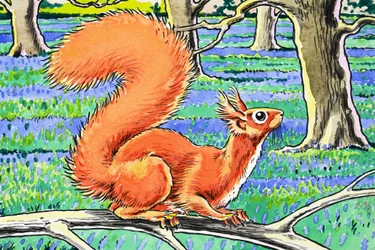 Kleines rotes Eichhörnchen