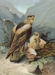 Adler und seine Jungen