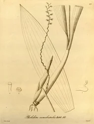 Illustration von Pholidota camelostalix