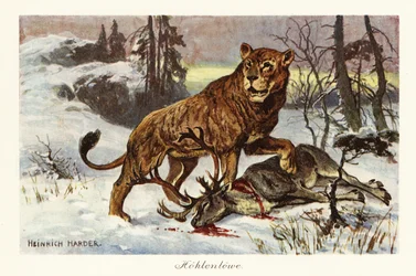 Eurasischer Höhlenlöwe, Panthera spelaea