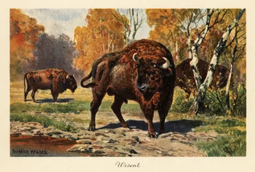Europäischer Bison oder Wisent in einer Waldlichtung