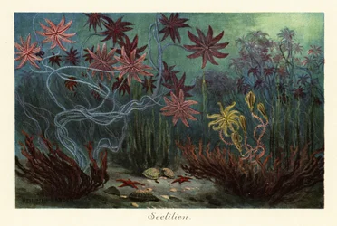 Ausgestorbene Seelilien oder Crinoiden, Crinoidea, auf dem Meeresboden, 1908