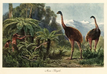 Moa-Vögel, die von Männern mit Pfeil und Bogen gejagt werden