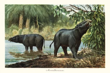 Moeritherium, ausgestorbene Gattung der Proboscidea des Eozäns