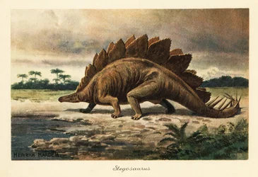 Stegosaurus armatus aus dem späten Jura