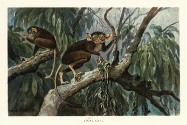 Tarsius, Haplorrhine Primatengattung der Koboldmakis, 1908