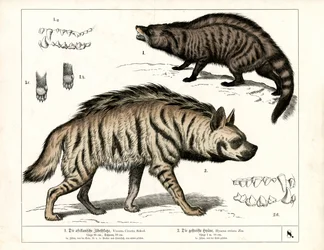 Afrikanische Zibetkatze und gestreifte Hyäne mit anatomischen Details