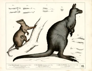 Australische und amerikanische Beuteltiere