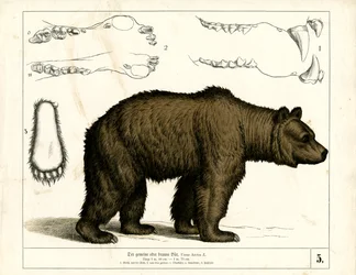 Braunbär mit anatomischen Details