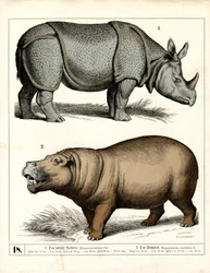 Indisches Nashorn und Flusspferd