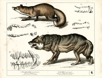 Rotfuchs und Wolf mit Zahnrepräsentationen