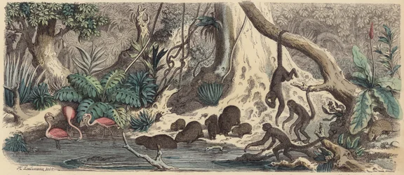 Flussufer in Guayana
